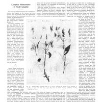 1711 - Page 1685 - Chroniques, variétés et informations. L'espèce élémentaire et l'individualité