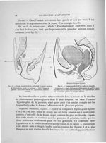 Fig. 3. Coupe sagittale d'un enfant de 10 mois environ / Fig. 4. Coupe sagittale d'un cadavre congel [...]