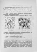 Fig. 18. 2e stade : Rétraction angulo-marginale / Fig. 19. 3e stade : Fragmentation de la cellule -  [...]