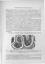 Fig. 97. Coupe au niveau de la spermatocèle - Exposé des travaux scientifiques