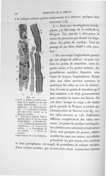 Fig. 10. A et B tubes à myéline normaux de la moelle vus sur une coupe longitudinale... C. Sclérose  [...]