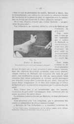 Fig. 26. Réflexe de Babinski (Extension du gros orteil par excitation plantaire) - Congrès des médec [...]