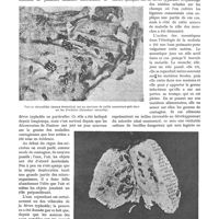 0597 - Page 527 - Hygiène appliquée. Les mouches, par le Dr A. Loir
