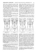 Fig. 9. - Point épigastrique (Salignat et Foucaud / Fig. 10. - Point xyphoïdien (Raymond) / Fig. 11. [...]