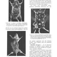 0110 - Page 98 - Identité étiologique et nature néoplasique des formes aiguës et chroniques de la leucémie myéloïde chez la souris. Analogies avec la leucémie myéloïde humaine, par E. Storti / Données cliniques