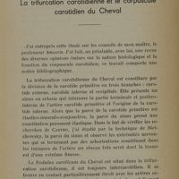 0027 - Page 21 - La trifurcation carotidienne et le corpuscule carotidien du cheval