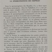 0037 - Page 31 - La spermatogénèse des reptiles