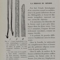 0042 - Page 36 - La brosse du dindon