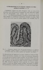 Fig. 8. - Muqueuse vaginale d'une rate gravide normale au 17e jour de la grossesse - Titres et trava [...]