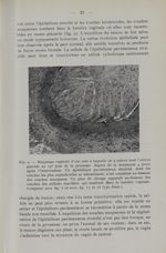 Fig. 9. - Muqueuse vaginale d'une rate à laquelle on a enlevé tout l'utérus gravide au 13e jour de l [...]