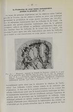 Fig. 31. - Muqueuse vaginale de femelle de hamster castrée le 9e jour de la grossesse puis injectée  [...]