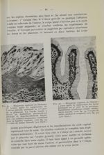 Fig. 35. - Muqueuse vaginale de hamster 78 heures après la suppression de l'utérus gravide pratiquée [...]