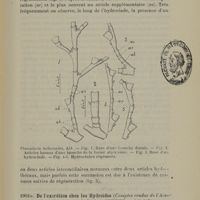 0013 - Page 11 - De l'excrétion chez les Hydroïdes