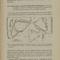0027 - Page 25 - Deux espèces nouvelles d'Hydroïdes de Madagascar