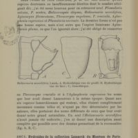 0028 - Page 26 - Hydroïdes de la collection Lamarck du Muséum de Paris