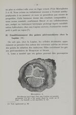 Microphoto. 5. Déciduome provoqué chez une lapine en pseudo-grossesse - Titres et travaux