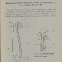 0034 - Page 31 - Organes génito-urinaires