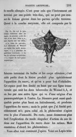 Fig. 15. On voit le quatrième ventricule chez un lapin ; le cervelet a été divisé - Leçons de physio [...]