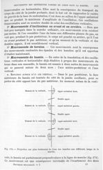 Fig. 172. Projection sur le plan horizontal de l'axe des hanches aux différents temps de la marche - [...]