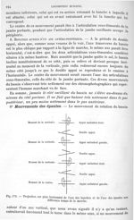 Fig. 173. Projection sur le plan horizontal de l'axe des hanches de l'axe des épaules aux différents [...]