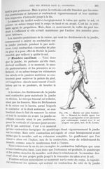 Fig. 176. Marche sur plan horizontal - Traité de physique biologique. Tome premier