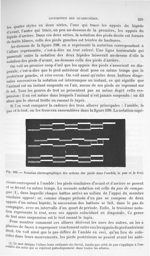 Fig. 199. Notation chronographique des actions des pieds dans l'amble, le pas et le trot - Traité de [...]