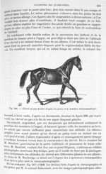 Fig. 206. Cheval au pas dessiné d'après les pistes et la notation chronographique - Traité de physiq [...]