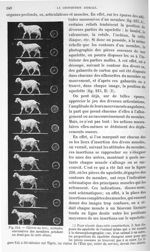 Fig. 214. Chèvre au trot; attitudes successives des membres pendant un demi-pas de cette allure - Tr [...]