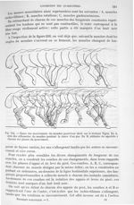 Fig. 215. Epure des mouvements du membres postérieur droit sur le trotteur Tigris - Traité de physiq [...]