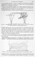 Fig. 219. Chronophotographie montrant les positions successives que prend le schéma de M. Le Hello s [...]