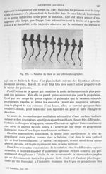 Fig. 229. Natation du chien de mer - Traité de physique biologique. Tome premier