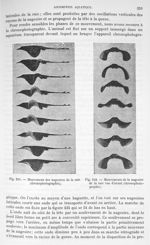 Fig. 231. Mouvement des nageoires de la raie/ Fig. 232. Mouvements de la nageoire de la raie vue d'a [...]