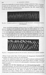 Fig. 246. Inscription partielle de la trajectoire de l'aile d'un insecte : croisement des branches d [...]