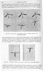 Fig. 249. Deux tipules, l'une immobile en haut de la figure, l'autre au vol/ Fig. 250. Différentes a [...]