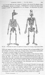 Fig. 251. Homologie des pièces du squalette de l'oiseau et de l'homme, d'après Pierre Belon - Traité [...]