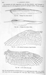 Fig. 252. Rémige d'un oiseau rameur / Fig. 253.  Rémige d'un oiseau voilier / Fig. 254. Aile rameuse [...]