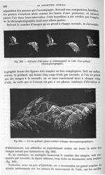 Fig. 262. Attitudes d'élévation et d'abaissement de l'aile d'un goéland/ Fig. 263. Vol du goéland; g [...]