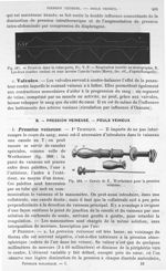 Fig. 387. Pression dans la veine porte. Respiration inscrite au monographe/ Fig. 388. Canule de E. W [...]