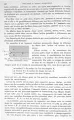 Fig. 422. Tension superficielle dans les fibres musculaires striées - Traité de physique biologique. [...]