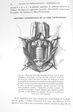 Fig. 53. Dissection de la loge thyroïdienne dont toute la gaine celluleuse a été extirpée. Le corps  [...]