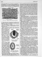 Fig. 1913. Muqueuse utérine (coupe transversale) / Fig. 1914. Corps jaune récemment formé (D'après G [...]