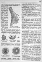 Fig. 2008. Sein (coupe) / Fig. 2009. Une des glandes du sein / Fig. 2010. Acinus de la glande mammai [...]