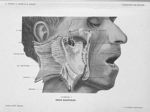 Planche 9. Région massétérine - Précis-atlas de dissection des régions