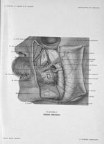 Planche 10. Région génienne - Précis-atlas de dissection des régions