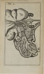 Pla. 2 - Nouvelle anatomie raisonnée ou les usages de la structure du corps de l'homme et de quelque [...]