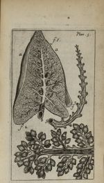 Plan. 5 - Nouvelle anatomie raisonnée ou les usages de la structure du corps de l'homme et de quelqu [...]