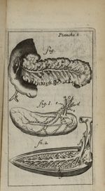 Planche 6 - Nouvelle anatomie raisonnée ou les usages de la structure du corps de l'homme et de quel [...]