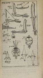 Pl. 14 - Nouvelle anatomie raisonnée ou les usages de la structure du corps de l'homme et de quelque [...]