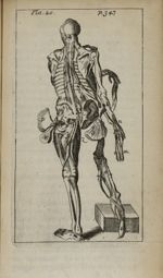 Pla. 20 - Nouvelle anatomie raisonnée ou les usages de la structure du corps de l'homme et de quelqu [...]