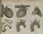 Tab. 1 [ : « de la situation & de la structure du coeur ».]Fig. 1 [ : l'entrée de l'oreille droite d [...]